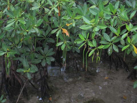 Image of red mangrove