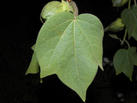 Image of cotton