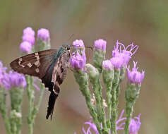 Image of Long-tailed Skipper