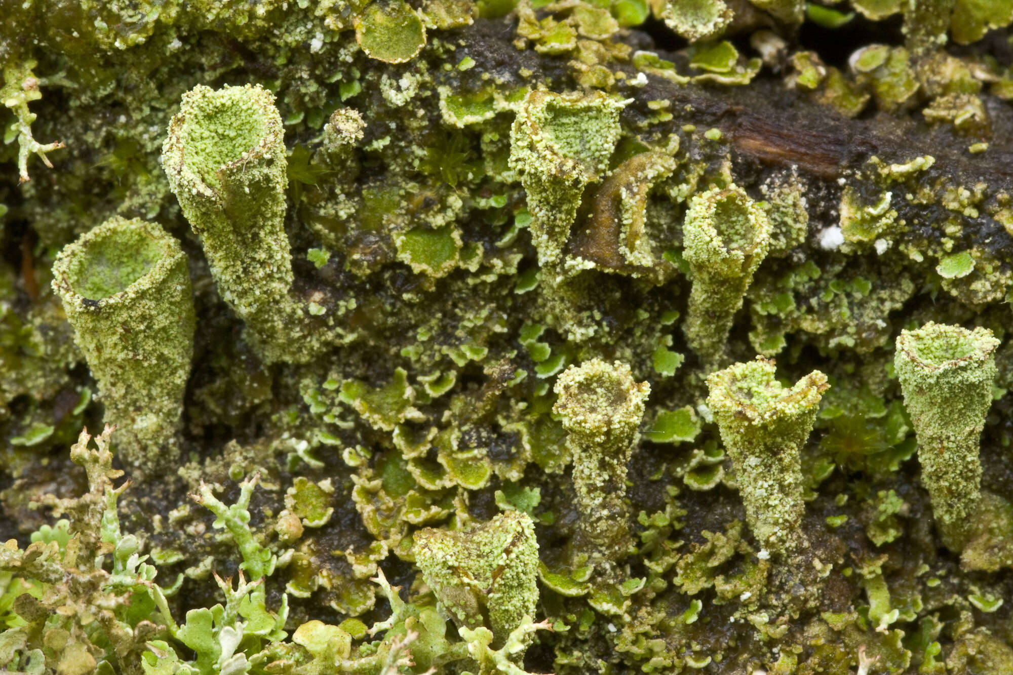 Image of cup lichen