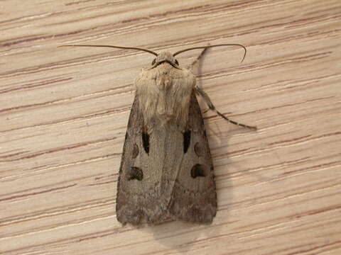 Image of Agrotis