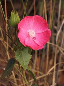 Image of Pavonia rosa-campestris A. St.-Hil.