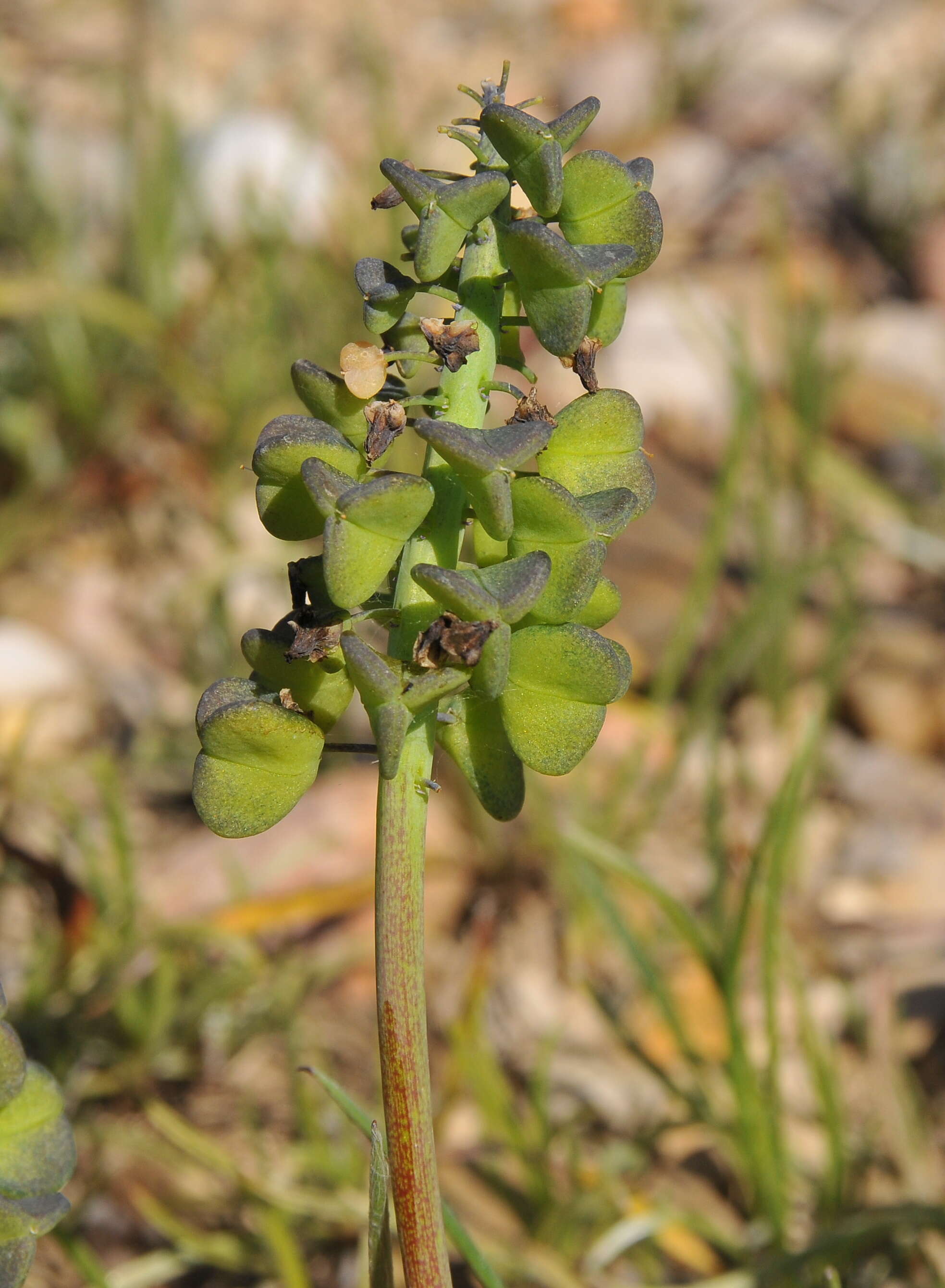 Image of starch grape hyacinth