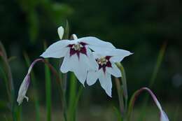 Image of Gladiolus murielae Kelway