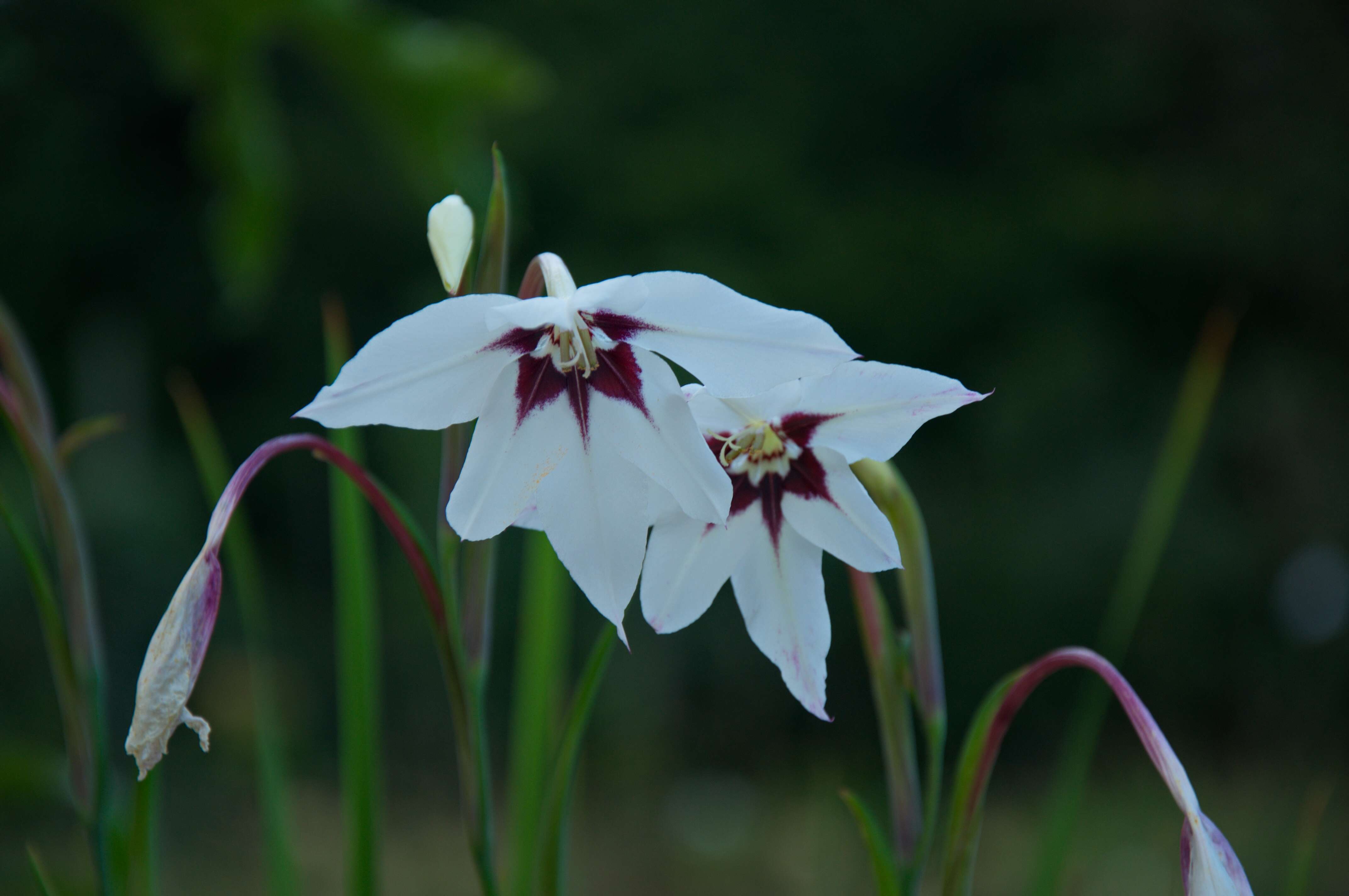 Plancia ëd Gladiolus murielae Kelway