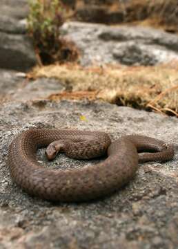 Image of brown-bellied snakes