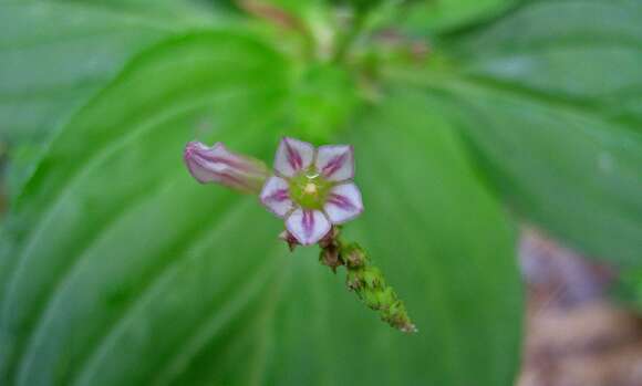 Plancia ëd Spigelia anthelmia L.