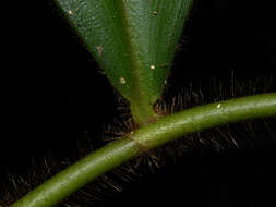 Image of Costus lasius Loes.