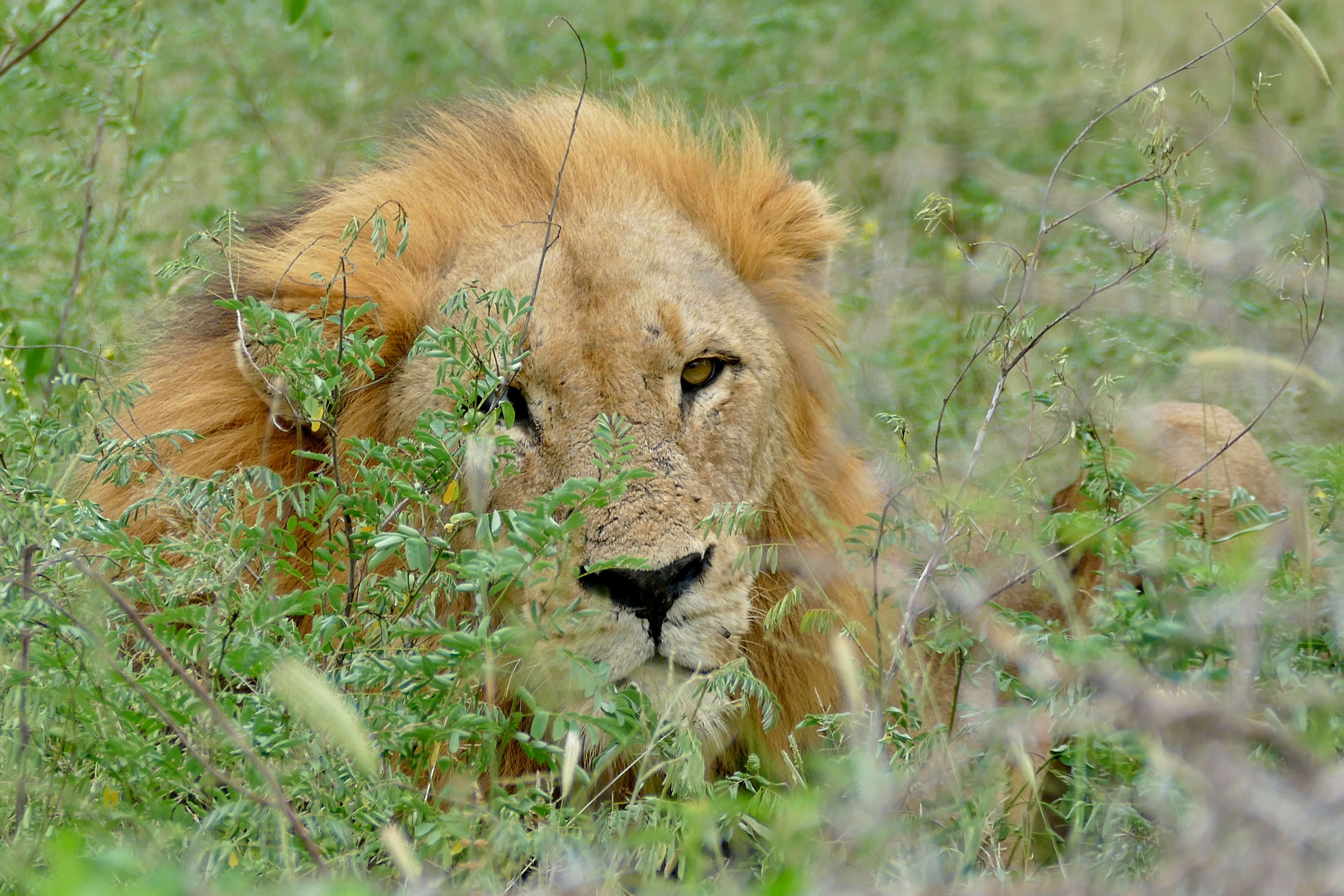 Image of big cats