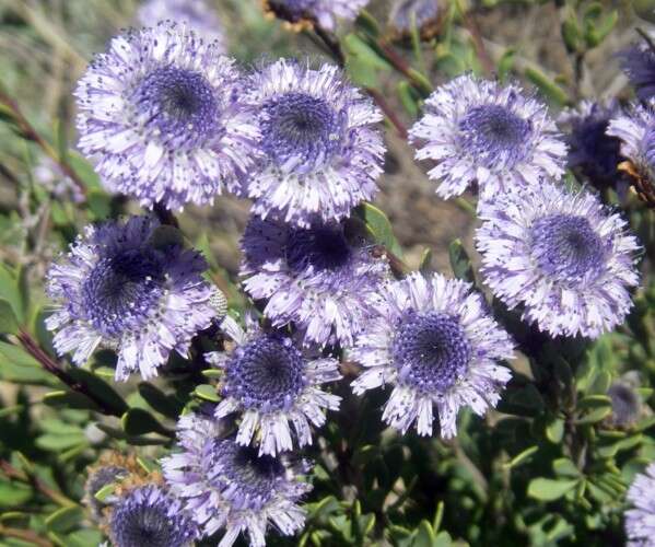 Image of Globe Daisies