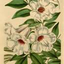 Image de Pandorea jasminoides (Lindl.) Schumann