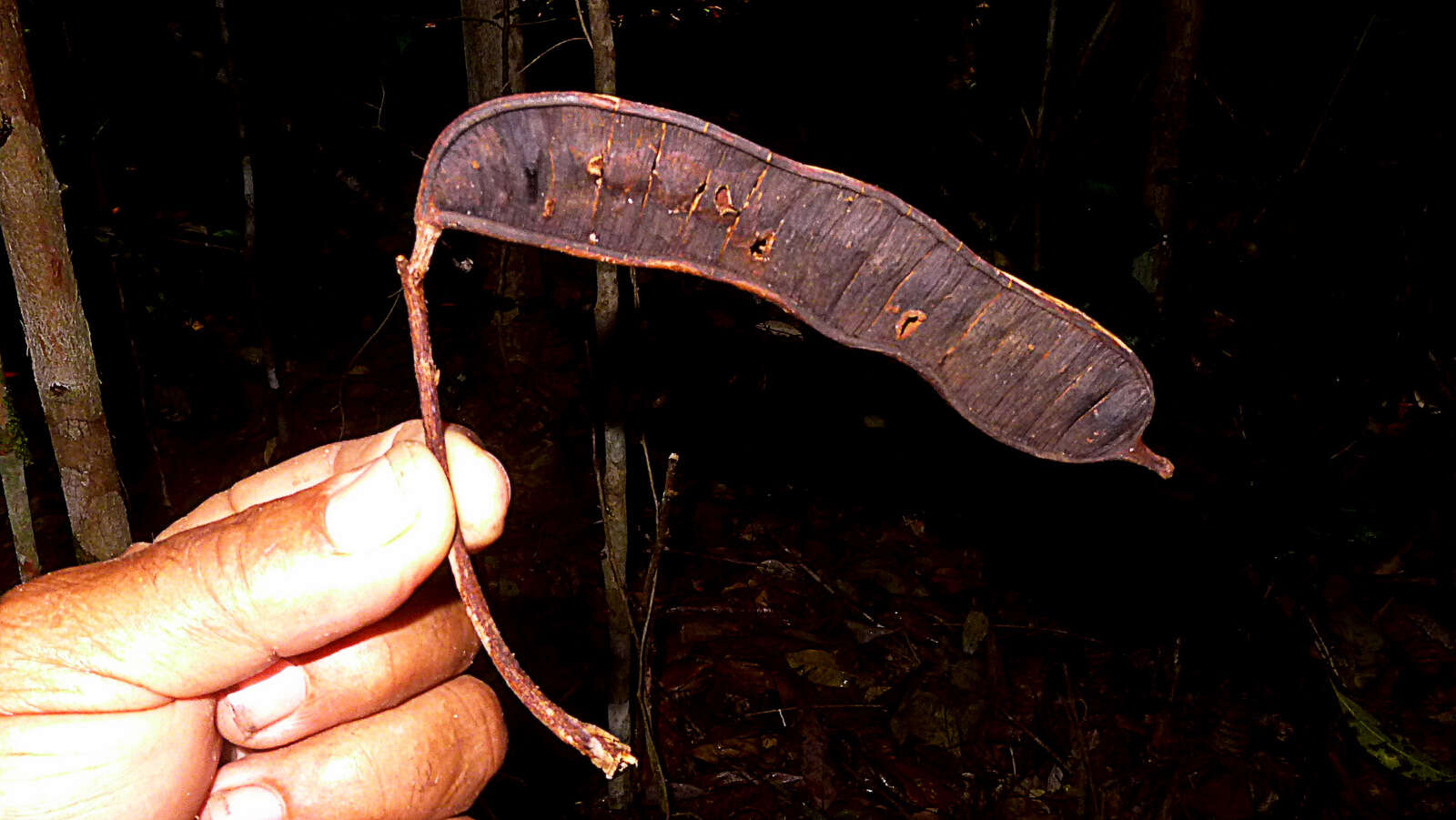 Image of Albizia pedicellaris (Dc.) L. Rico