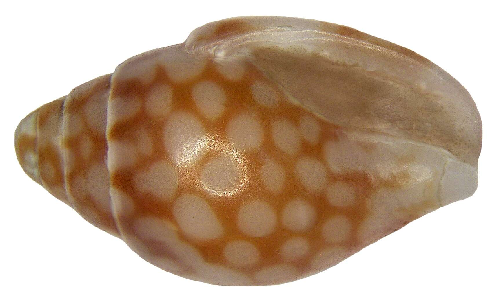 Image of Pardalinops