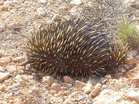 Image of Short-beaked Echidnas