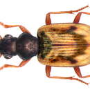 Sivun Bembidion (Actedium) pallidipenne (Illiger 1802) kuva