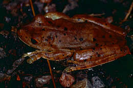 Image of Rusty Treefrog