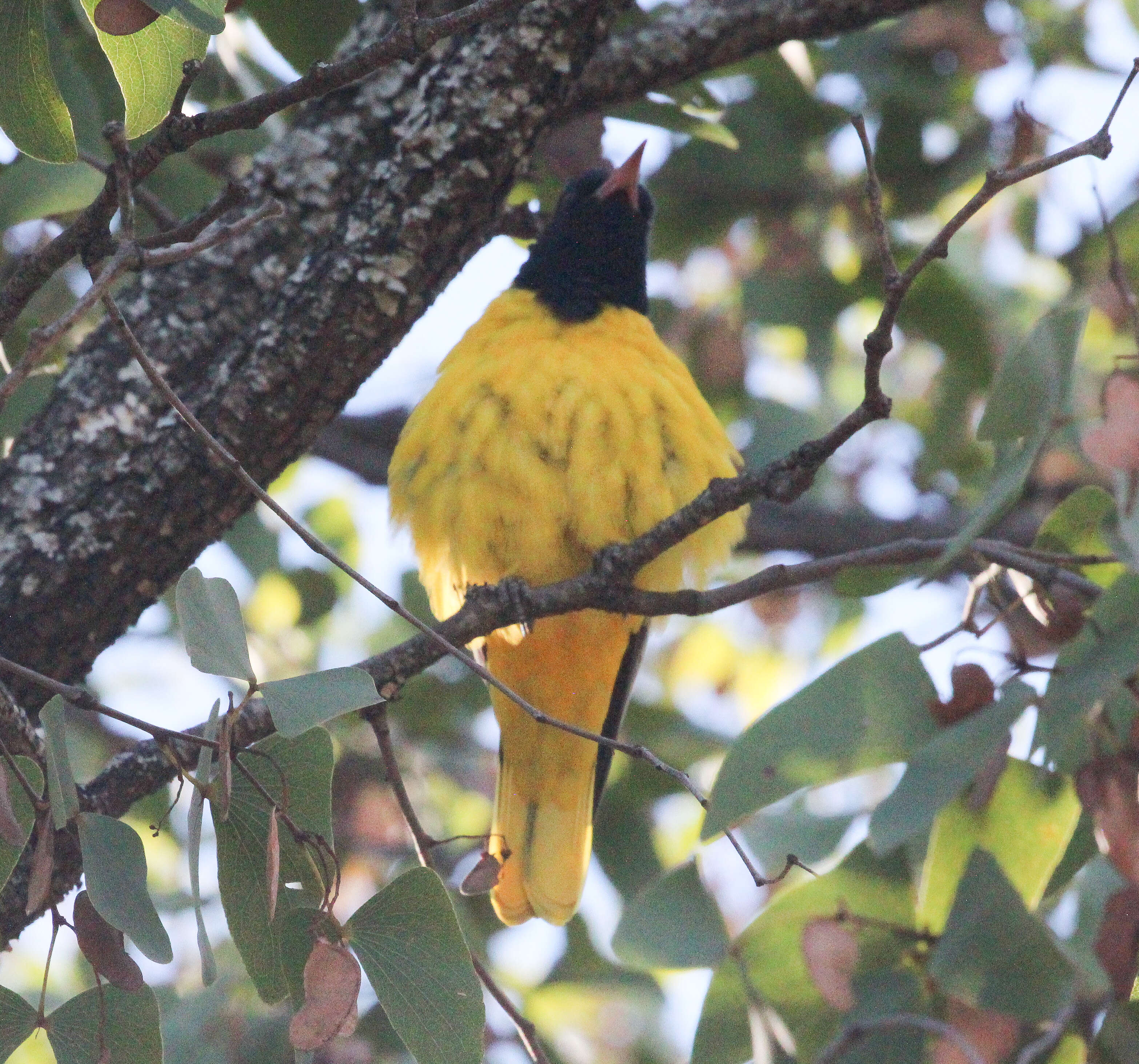 Слика од Oriolus Linnaeus 1766