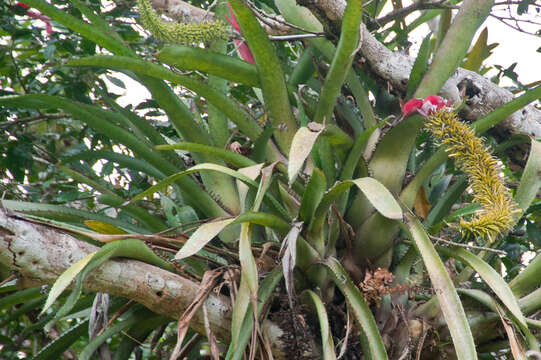 Image de Aechmea setigera Mart. ex Schult. & Schult. fil.