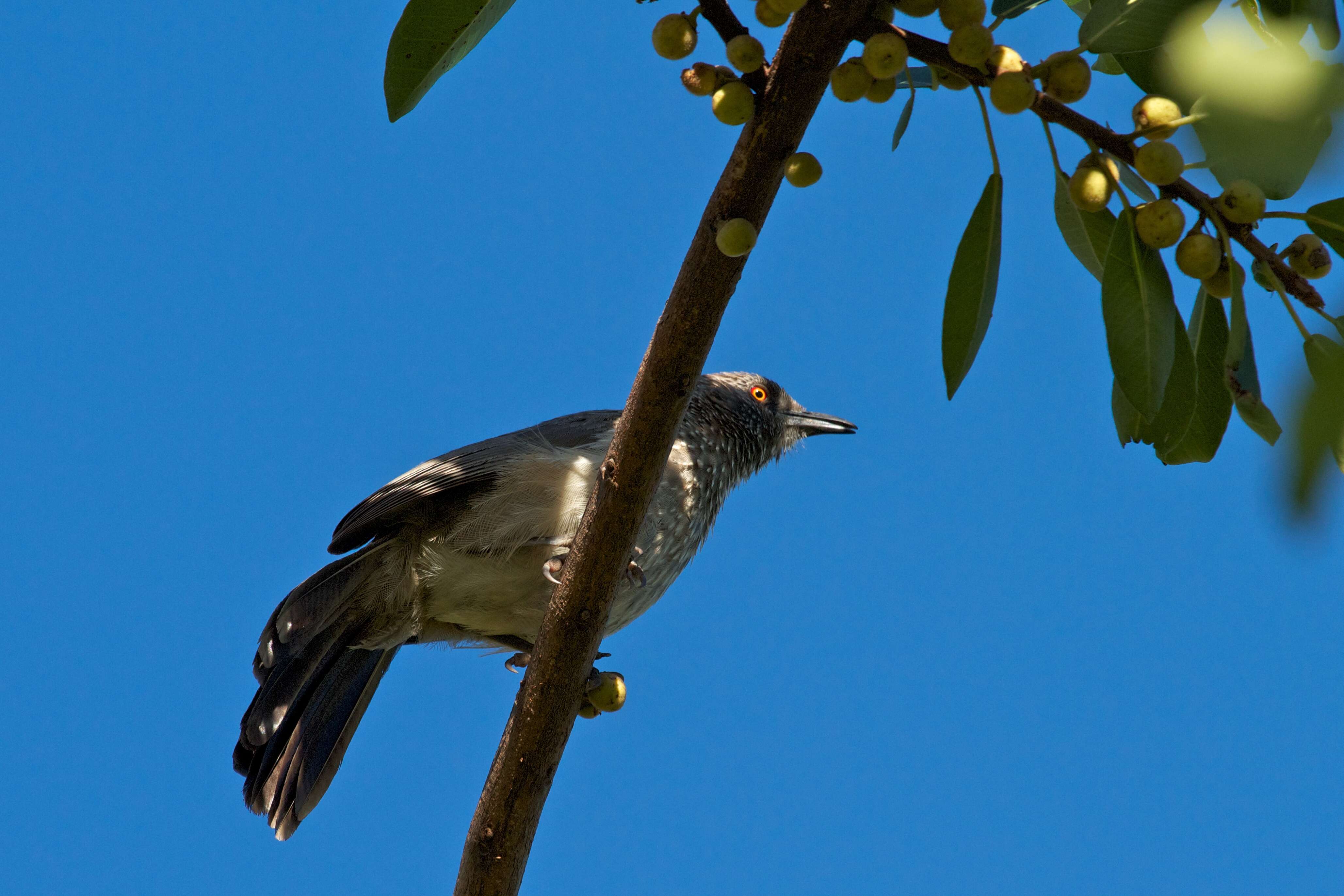 Image of Arrow-marked Babbler