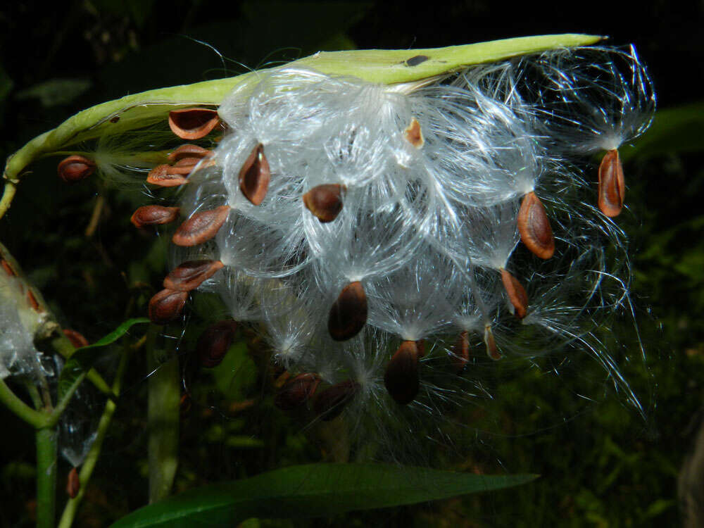 Image of milkweed