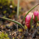 Image of Granite Pink