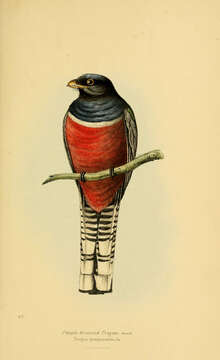 Image of Trogon Brisson 1760