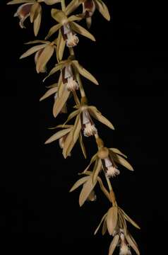 Imagem de Coelogyne testacea Lindl.