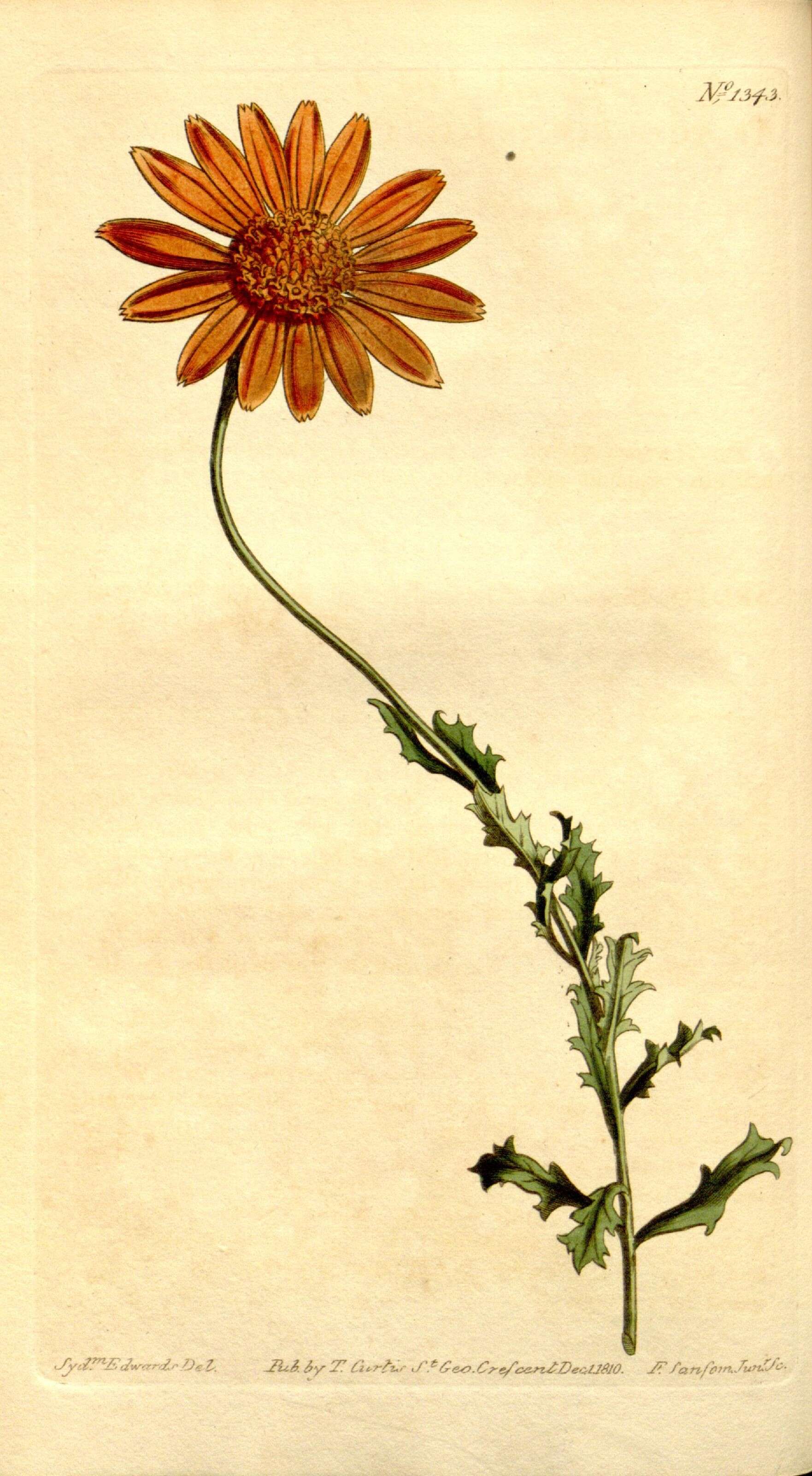 Image of Daisy