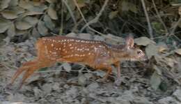 Image of Brocket Deer sp.