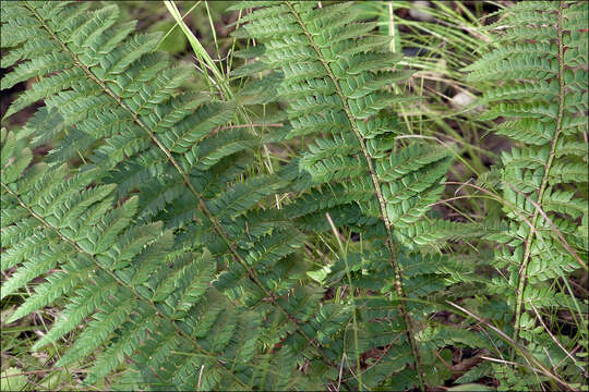 Слика од Polystichum aculeatum (L.) Roth