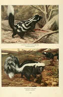 Image of Spotted Skunks