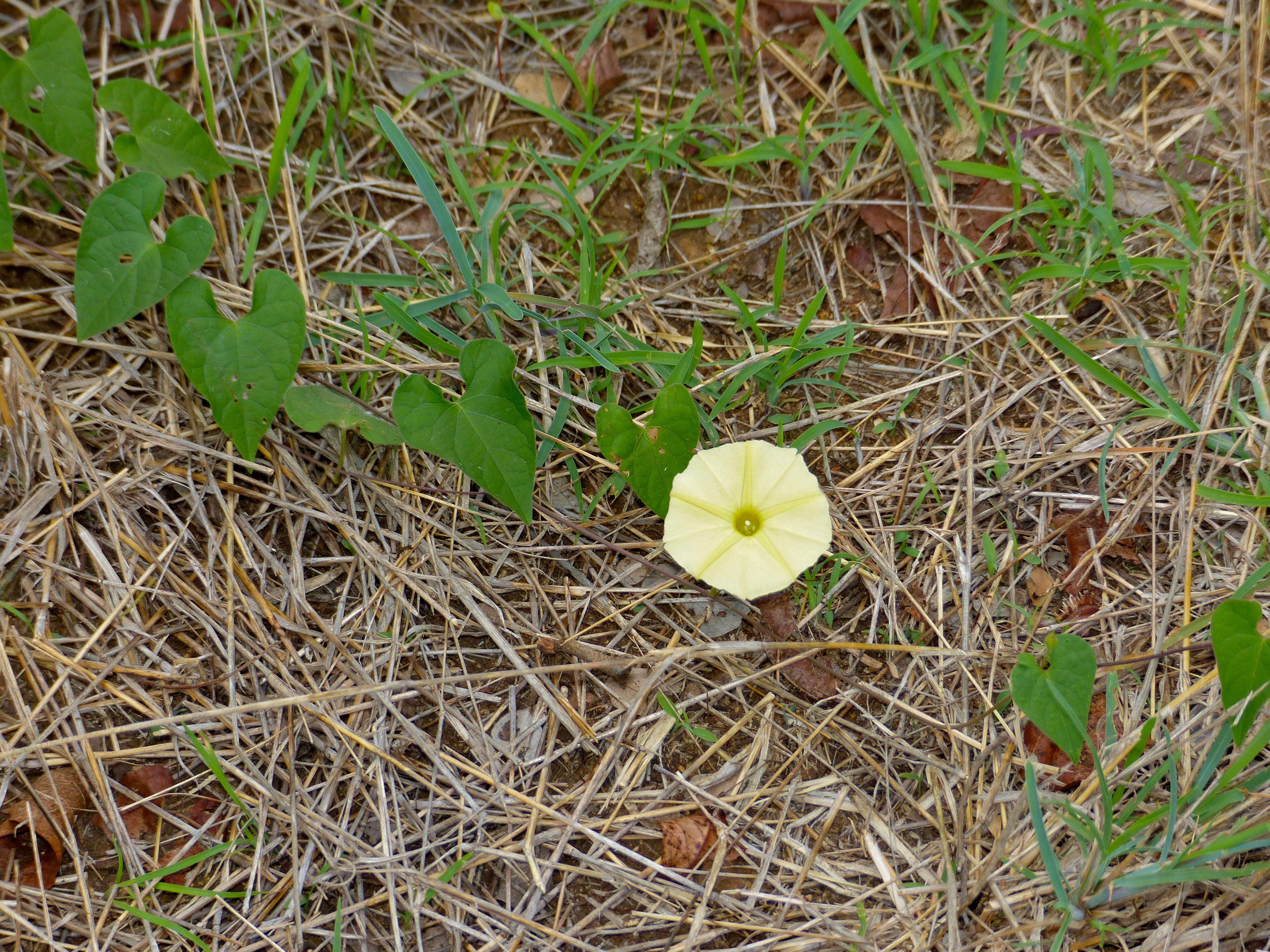 Image of Obscure Morning Glory