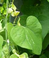 Image of Aristolochia contorta Bunge