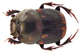 Image of Caccobius (Caccobius) denticollis Harold 1867