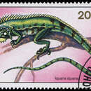 Image of Iguana Iguana