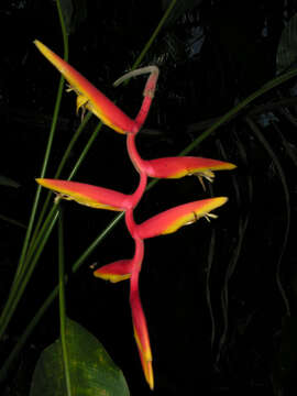 Image of Heliconia marginata (Griggs) Pittier