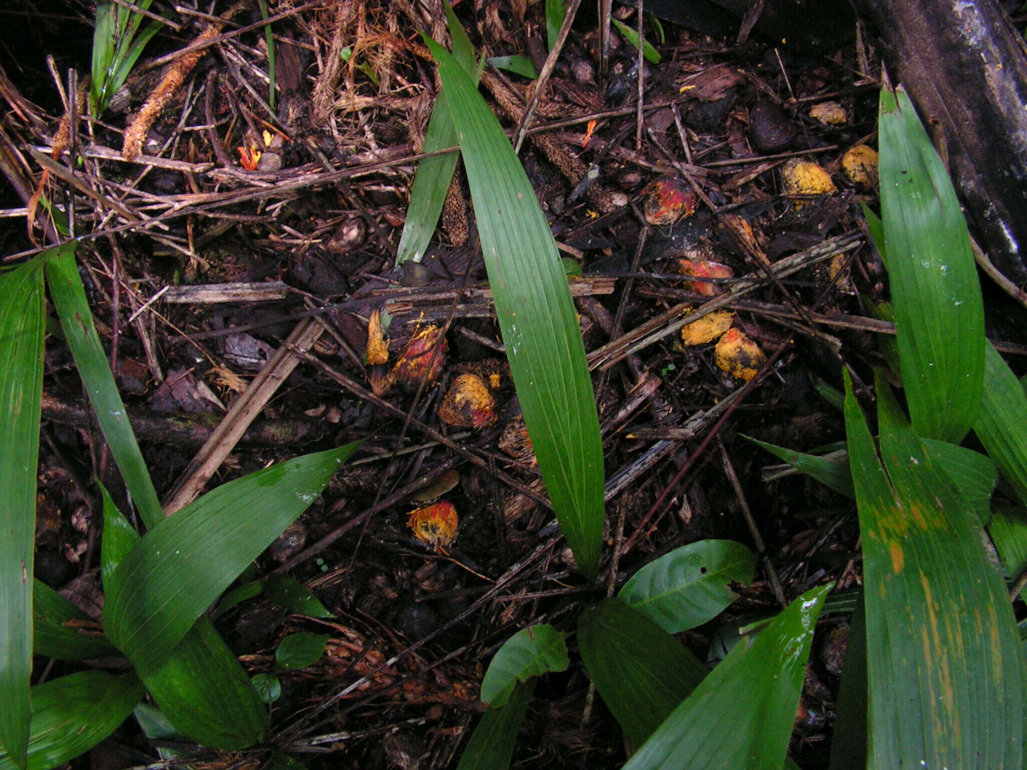 Image of oil palm