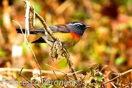 Image of Collared Bush Robin