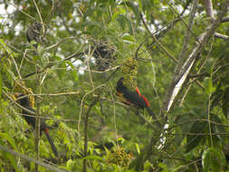 Image of Aracari