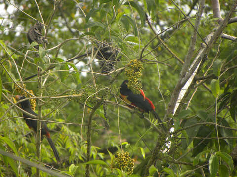 Image of Fiery-billed Aracari