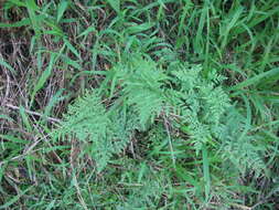 Image of Cheilanthes austrotenuifolia H. M. Quirk & T. C. Chambers