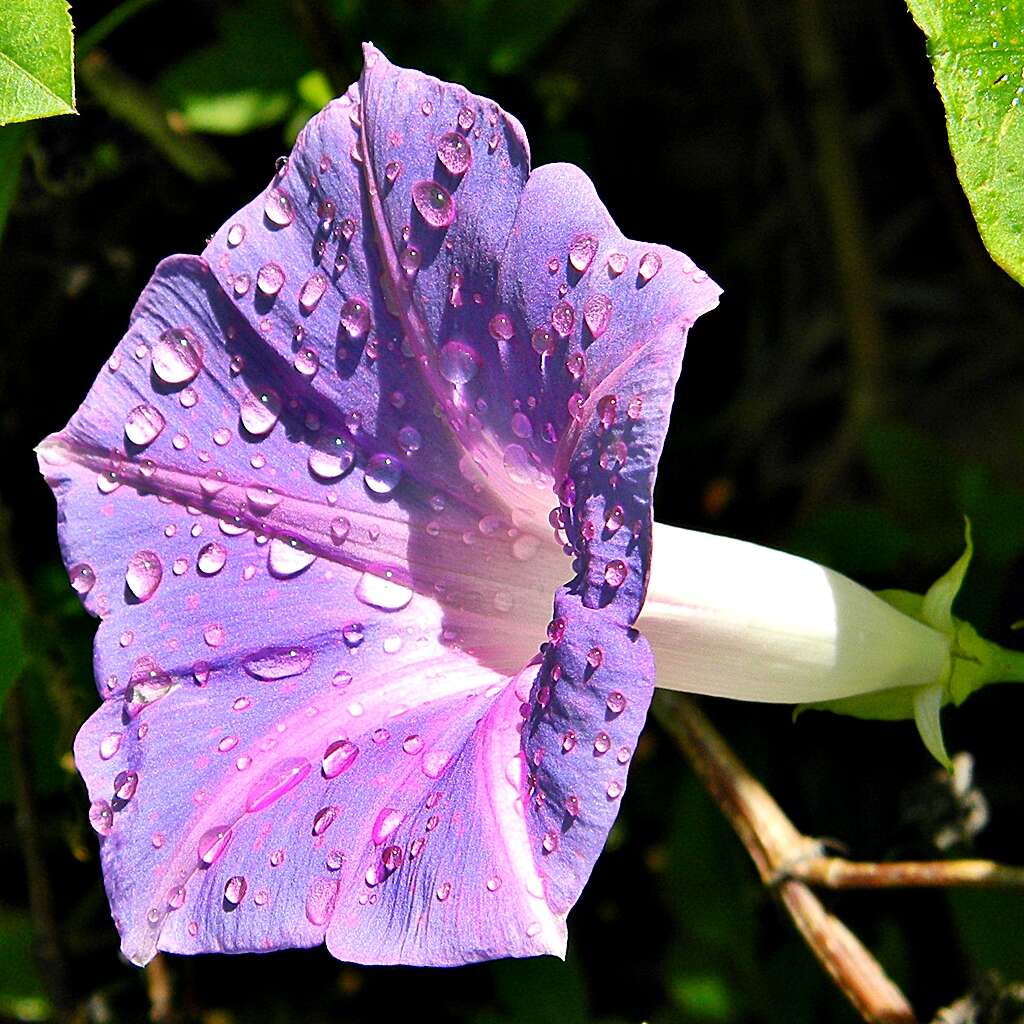 Sivun Ipomoea indica (J. Burman) Merr. kuva