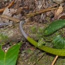 Image of Arboreal Rat Snake