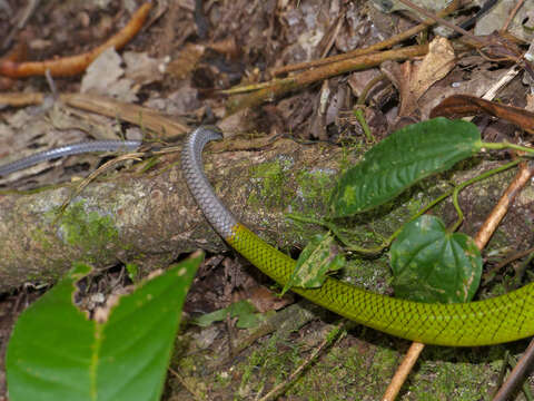 Plancia ëd Gonyosoma oxycephalum (F. Boie 1827)