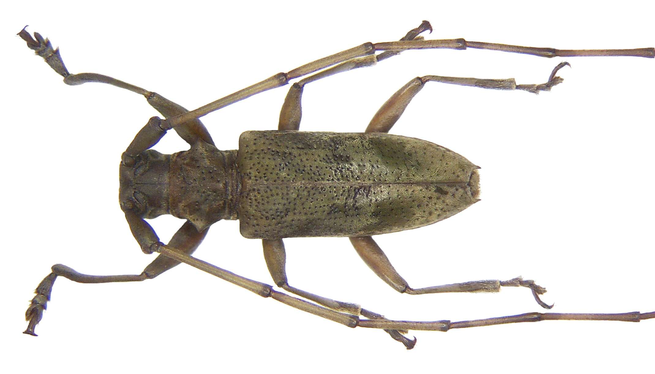 Image de Acalolepta