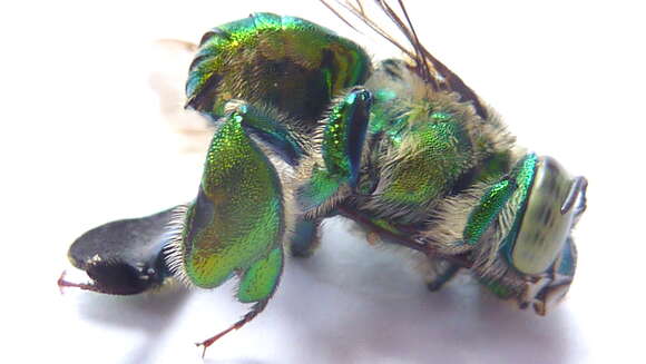 Image of Typical Orchid Bees