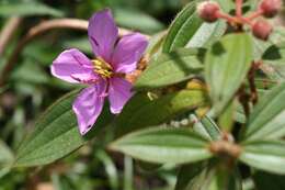 Melastoma malabathricum subsp. malabathricum resmi