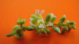 Image of Trigoniaceae