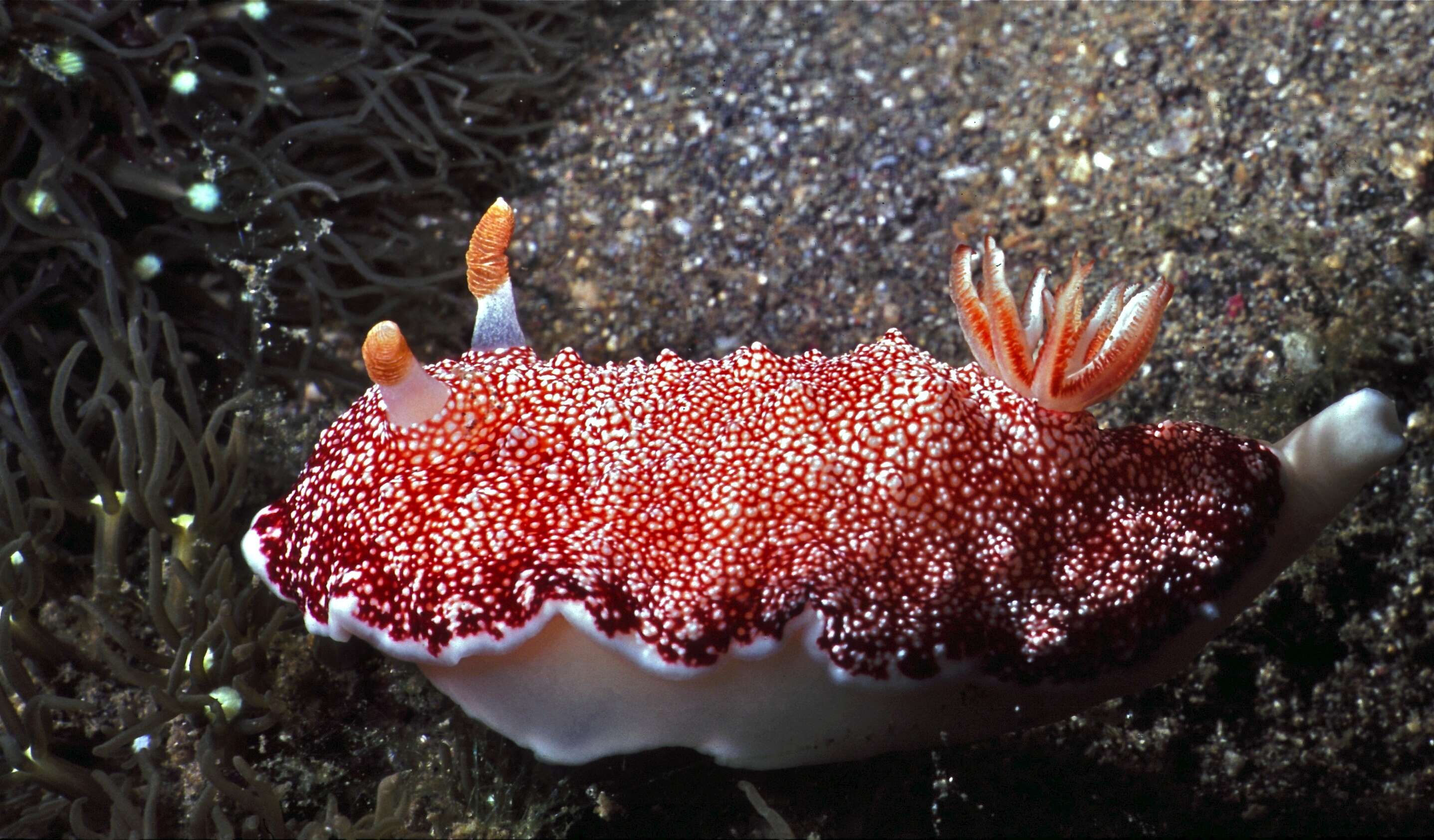 Слика од Chromodoris reticulata (Pease 1866)