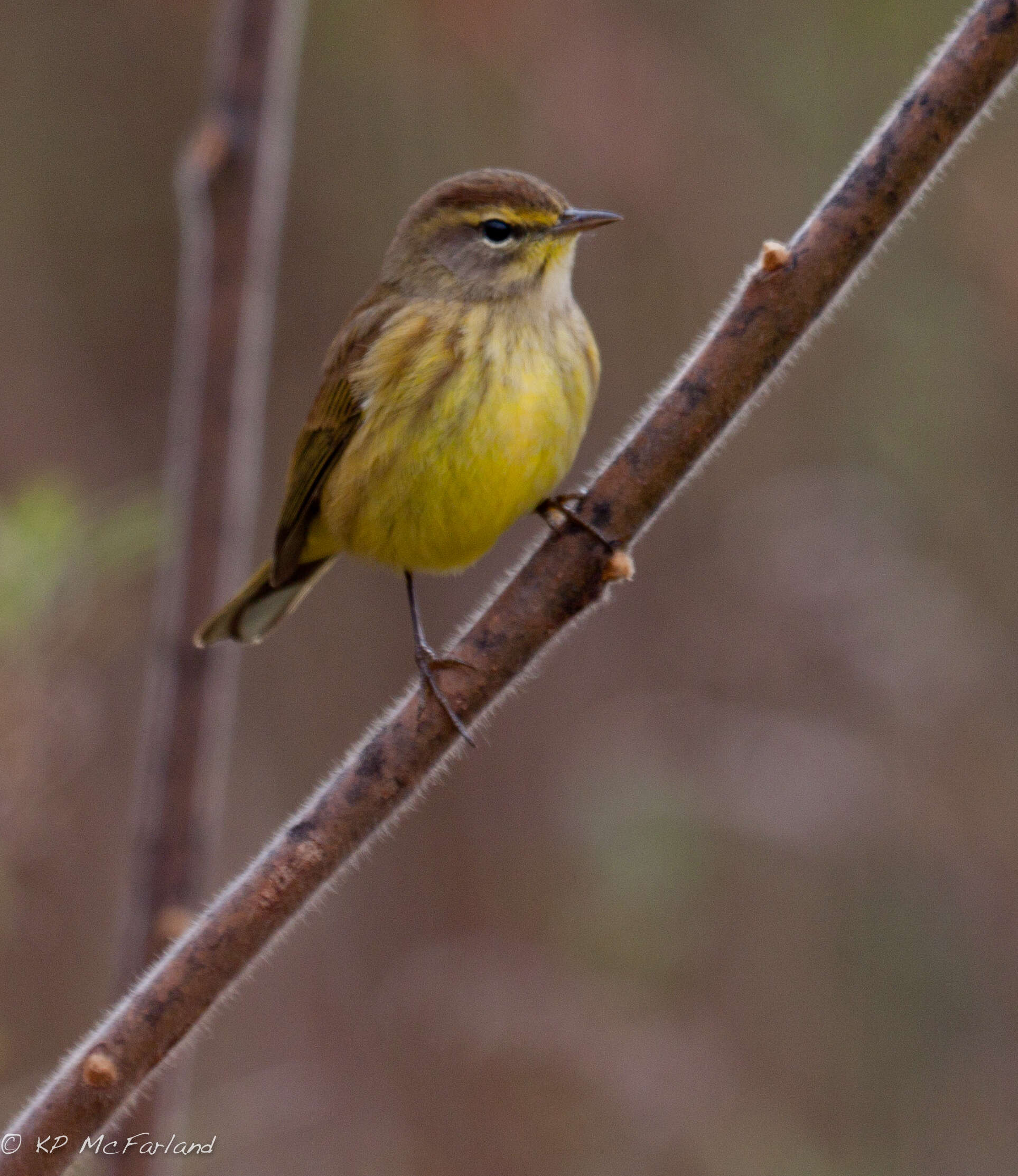 Image of Setophaga Swainson 1827